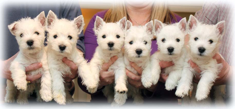 DaisyPups8weeksWeb