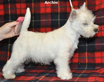 Archie3Months