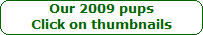 Our 2009 pups






Click on thumbnails