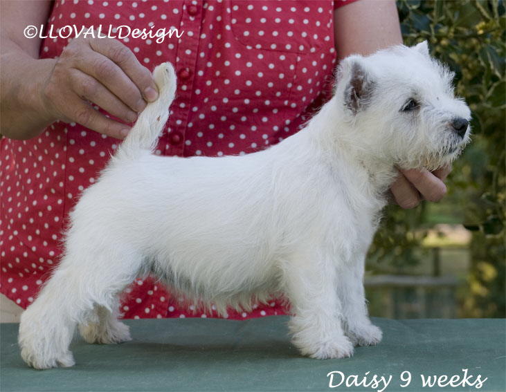Daisy