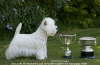 Divawith 2 Top Puppy Trophies
