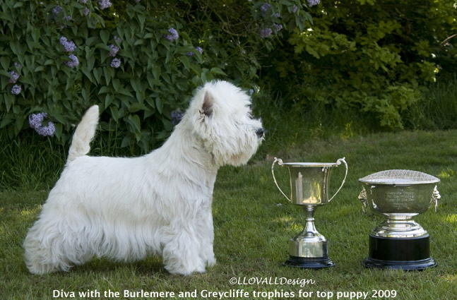 Divawith 2 Top Puppy Trophies