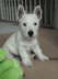 Freddie 10weeks