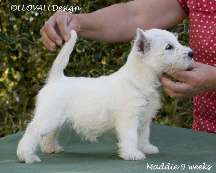 Maddie